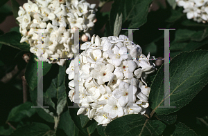 Picture of Viburnum x carlcephalum 