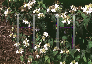 Picture of Viburnum plicatum 'Summer Snowflake'