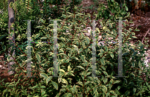 Picture of Weigela florida 'Sunny Princess'