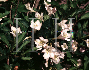 Picture of Weigela florida 'White Knight'