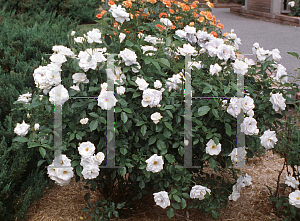 Picture of Rosa  'Iceberg'