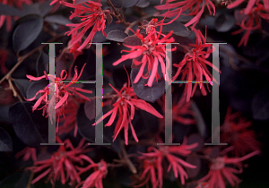 Picture of Loropetalum chinense var. rubrum 'Burgundy'