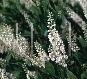 Picture of Clethra alnifolia 'Hummingbird'