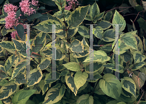 Picture of Cornus alba 'Gouchaultii'