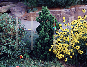 Picture of Chamaecyparis obtusa 'Nana'