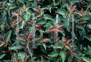 Picture of Cornus pumila 