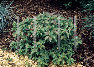 Picture of Cornus pumila 