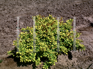 Picture of Berberis thunbergii 'Aurea Nana'