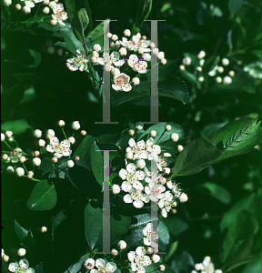 Picture of Aronia melanocarpa 