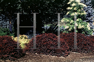 Picture of Berberis thunbergii 'Crimson Pygmy'