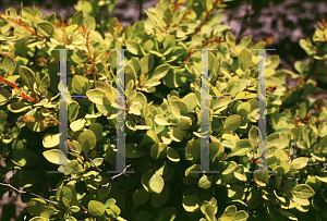 Picture of Berberis thunbergii 'Aurea Nana'