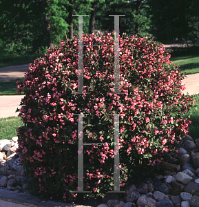 Picture of Weigela florida 'Java Red'