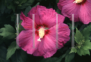 Picture of Hibiscus syriacus 'Brendon Springs'
