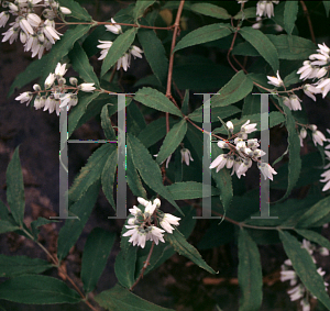 Picture of Deutzia ningpoensis 'Chaunii'