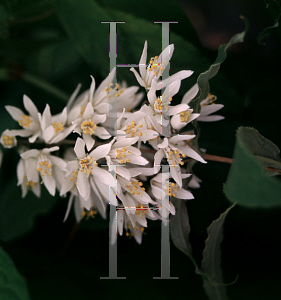 Picture of Deutzia ningpoensis 