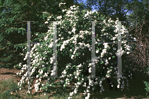 Picture of Spiraea x vanhouttei 