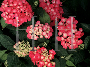 Picture of Hydrangea macrophylla 'Pia (Pink Elf)'