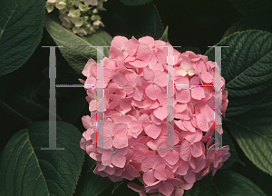 Picture of Hydrangea macrophylla 'Souvenir de President Doumer'