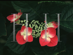 Picture of Hydrangea macrophylla 'Fasan(Teller Red)'