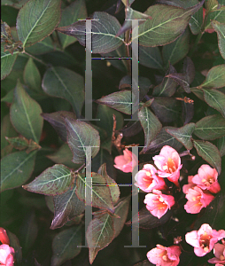 Picture of Weigela florida 'Java Red'