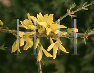 Picture of Forsythia x 'Courtasol (Gold Tide)'