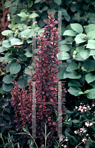 Picture of Berberis thunbergii 'Helmond Pillar'