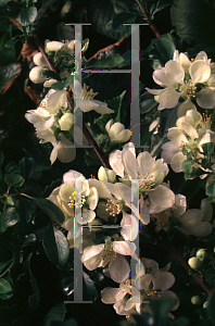 Picture of Chaenomeles speciosa 'Chobui'