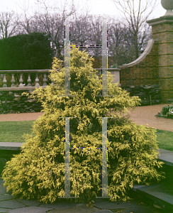 Picture of Chamaecyparis pisifera 'Filifera Aurea'