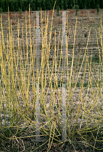 Picture of Cornus alba 'Bud's Yellow'