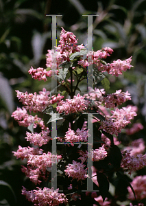 Picture of Deutzia x 'Magician'