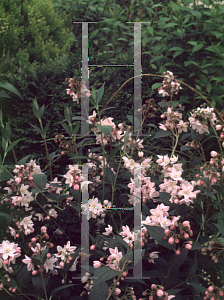 Picture of Deutzia x 'Pink Minor'