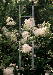 Picture of Deutzia x lemoinei 'Compacta'