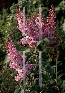 Picture of Syringa vulgaris 'Romance'