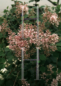 Picture of Syringa x 'Josee'