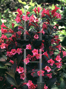 Picture of Weigela florida 'Tango'