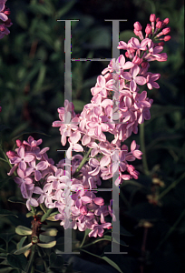 Picture of Syringa vulgaris 'Romance'