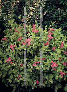 Picture of Spiraea japonica 'Lemon Princess'