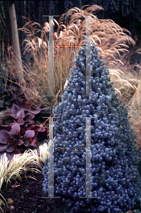 Picture of Picea glauca 'Blue Alberta'