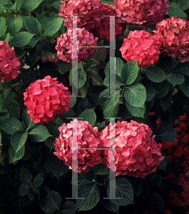 Picture of Hydrangea macrophylla 'Alpenglow'