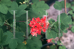 Picture of Ribes sanguineum 'King Edward VII'