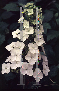Picture of Hydrangea quercifolia 'Alice'