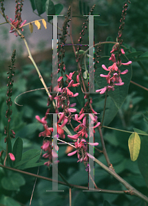 Picture of Indigofera amblyantha 