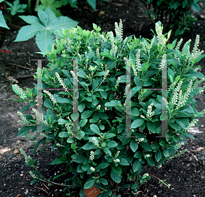 Picture of Clethra alnifolia 'September Beauty'