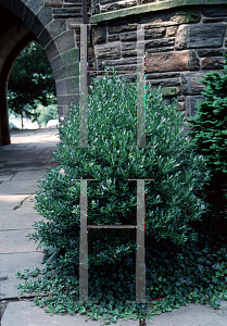 Picture of Ilex glabra 'Densa'