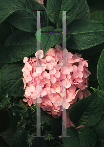 Picture of Hydrangea macrophylla 'Souvenir de President Doumer'