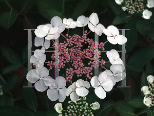 Picture of Hydrangea macrophylla 'Teller White'