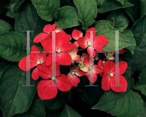 Picture of Hydrangea macrophylla 'Hornlei'