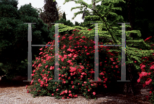 Picture of Spiraea japonica 'Neon Flash'