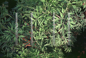 Picture of Sambucus nigra 'Laciniata'