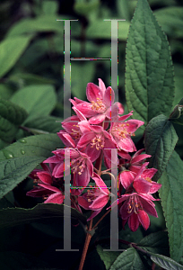 Picture of Deutzia x 'Magician'